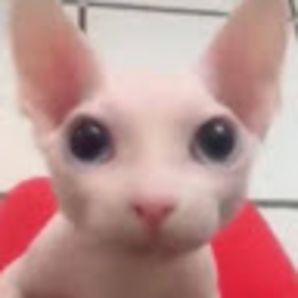 bingus666123
